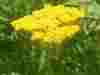 Achillea-Parkers-Variety
