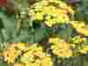 Achillea-millifolium-Joey-2