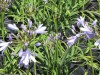 Agapanthus-minimus-blue