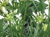 Agapanthus-minimus-white