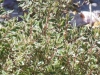 abelia-tricolor