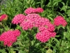 achillea-millifolium-cerise