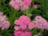 achillea-millifolium-pink