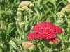 achillea-millifolium-red-velvet