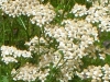 achillea-millifolium-white