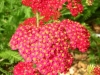 achillea-red