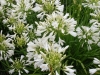 agapanthus-nana-white