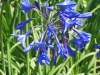 agapanthus-northern-star