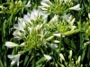agapanthus-silver-baby