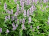 agastache-lavender-fields
