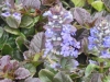 ajuga-reptans