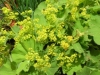 alchemilla-mollis