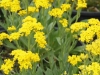 alyssum-saxatile