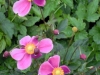 anemone-japonica-hadspens-abundance