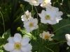 anemone-japonica-honorine-jobert_0