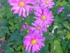 anemone-japonica-prinz-heineich