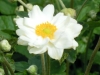 anemone-japonica-whirlwind