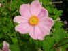 anemone-japonica-x-hybrida-September Charm