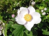 anemone-x-hybrida-robustissima