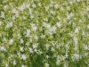 anthericum-ramosum