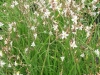 anthericum-saundersii