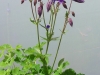 aquilegia-blue-and-white