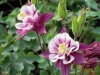 aquilegia-burgundy-and-white