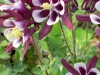 aquilegia-purple-and-white