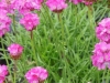 armeria-maritima-pink