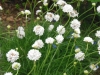 armeria-maritima-white