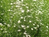 aster-ericoides-white