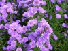 aster-novi-belgii-double-blue