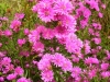 aster-novi-belgii-double-deep-pink