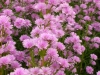 aster-novi-belgii-double-light-pink