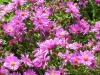 aster-novi-belgii-jenny