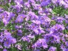 aster-novi-belgii-single-blue