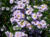 aster-novi-belgii-single-lilac
