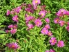 aster-novi-belgii-single-maroon