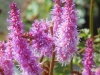 astilbe-purperkerze-purple-and-lilac