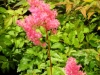 astilbe-short-pink