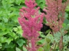astilbe-tall-pink