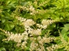 astilbe-white