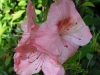 azalea-bertina
