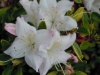 azalea-blushing-pink
