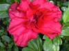 azalea-claude-goyet