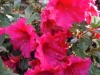 azalea-compact-cerise