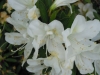 azalea-grandifolora-alba