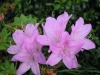 azalea-lavender-queen