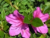 azalea-magenta