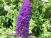 buddleya-davidii-black-knight